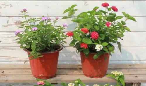 五峰赌博爆料视频最新,揭秘当地赌博乱象!” 第2张 五峰赌博爆料视频最新,揭秘当地赌博乱象!” 第2张