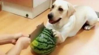 狗狗在线观看,在线观看世界奇观 第3张 狗狗在线观看,在线观看世界奇观 第3张